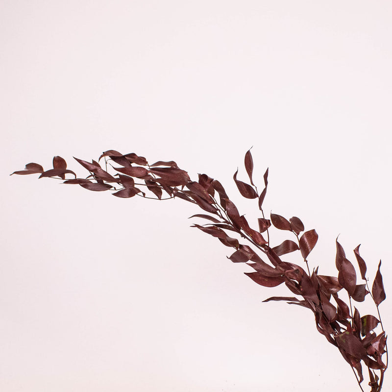 Burgundy Dried Ruscus Greens Stem
