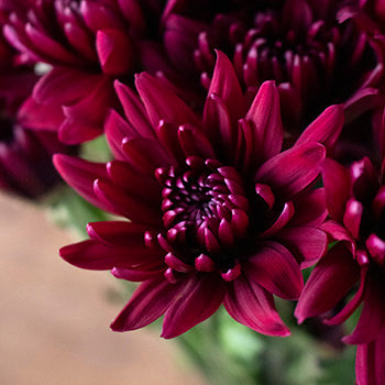 Burgundy pom DIY wedding flower