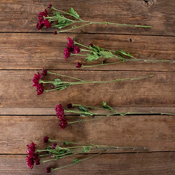 Burgundy pom bulk flowers