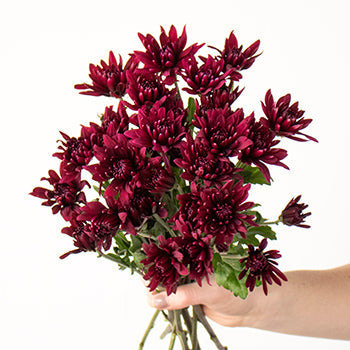Burgundy pom wholesale wedding flower