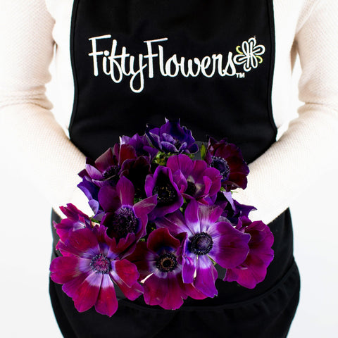 Burgundy Purple Anemone Bunch in Hand