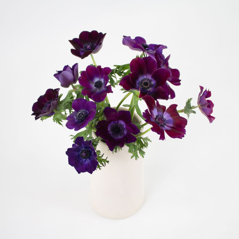 Burgundy Purple Anemone Flower Bunch in Vase