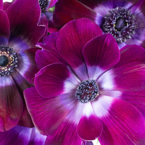 Burgundy Purple Anemone Flower Up Close