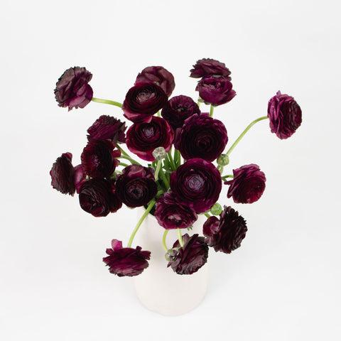 Burgundy Ranunculus Flower Bunch in Vase