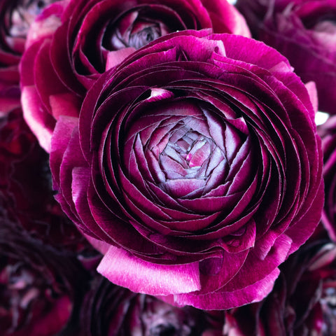Burgundy Ranunculus Flower Up Close