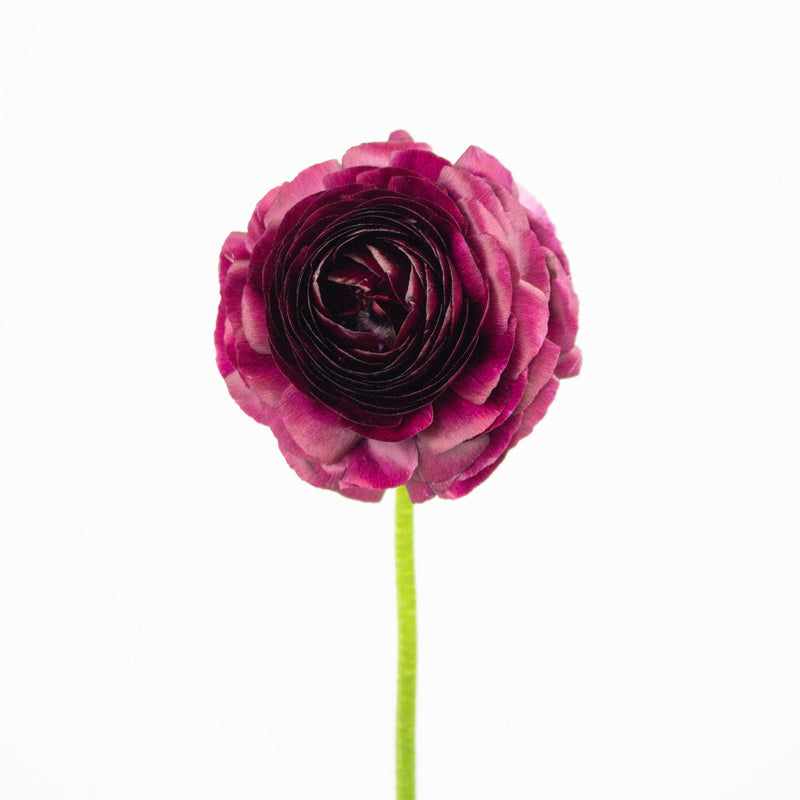 Burgundy Ranunculus Flower Stem