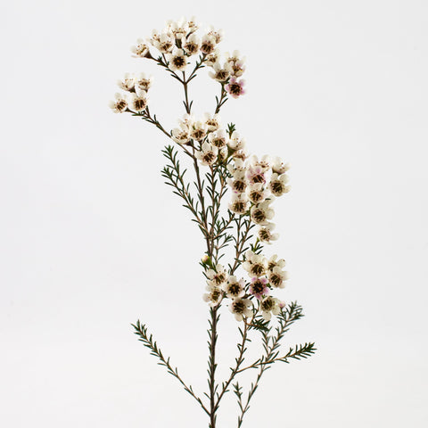 Burgundy Wax Flower Stem