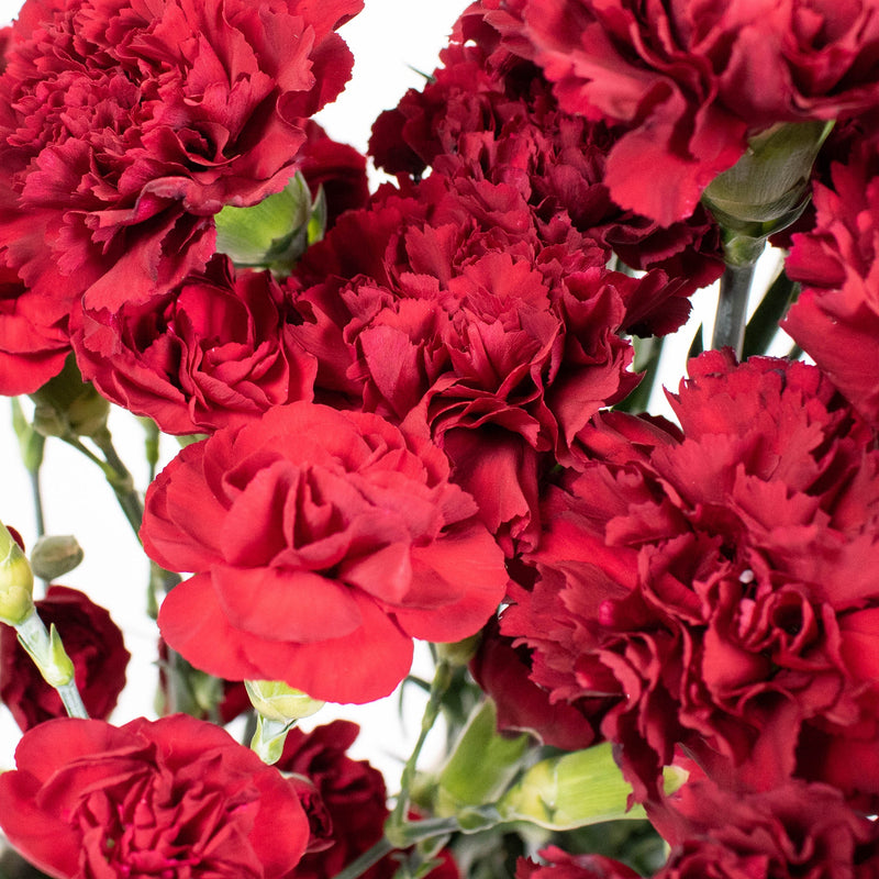Burgundy Flower Kit Up Close