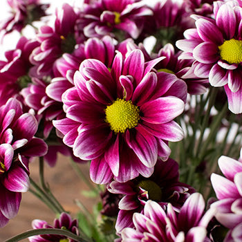 Burgundy and white daisy pom DIY wedding flowers