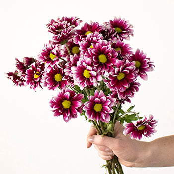 Burgundy and white daisy pom wholesale wedding flowers
