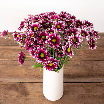 Burgundy and white daisy pom for free delivery