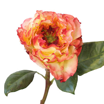Burning Love Garden Rose Stem