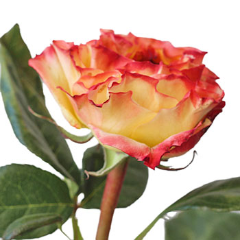 Burning Love Garden Rose Side Stem View