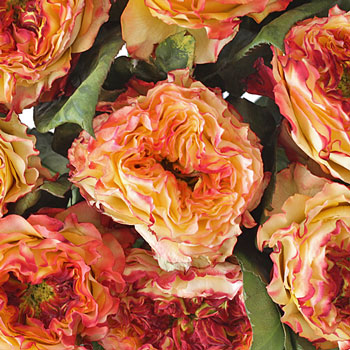 Burning Love Garden Roses up close