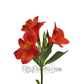 Burnt Red alstroemeria Wholesale Flower Stem