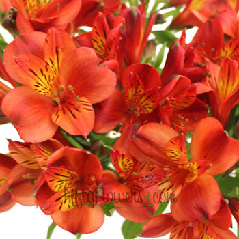 Burnt Red alstroemeria Wholesale Flower Upclose