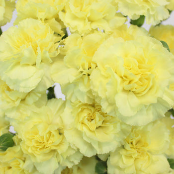 Butter Yellow Mini Wholesale Carnations Up close