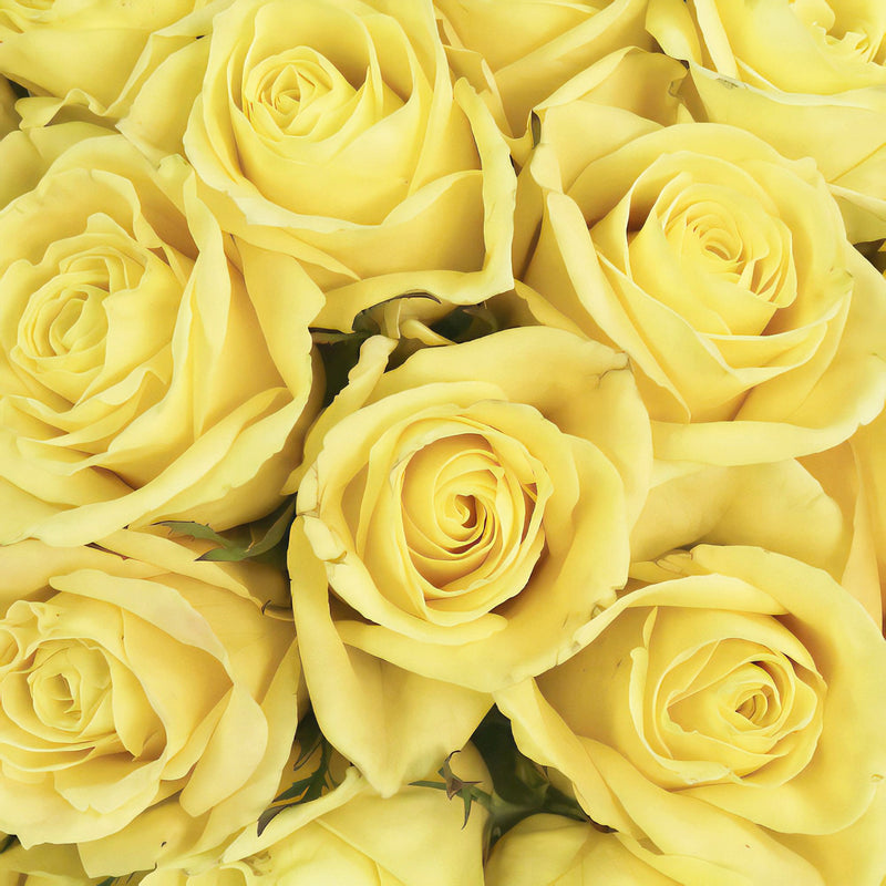 Valentines Butter Yellow Rose Special