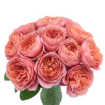 Cabbage Antique Pink Garden Wholesale Roses In a vase