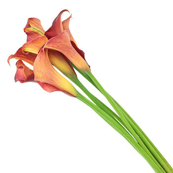 Sunset Orange Mini Calla
