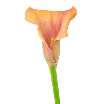 Hot Shot Orange Calla Lily Flower
