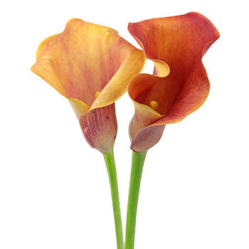 Hot Shot Orange Calla Lily Flower