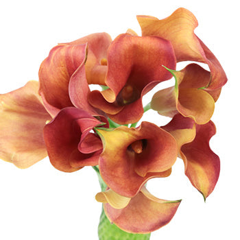 Hot Shot Orange Calla Lily Flower