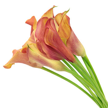 Hot Shot Orange Calla Lily Flower