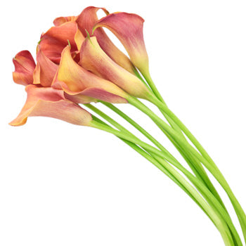 Hot Shot Orange Calla Lily Flower