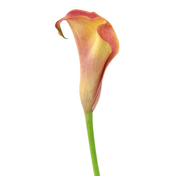Hot Shot Orange Calla Lily Flower