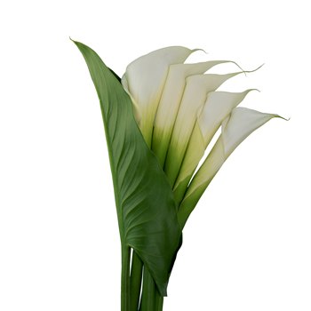 Cascading Calla Lilies and Leaf Combo