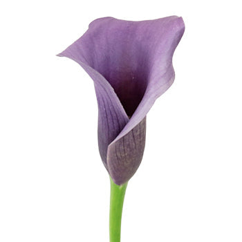 Vintage Purple Mini Calla Lilies