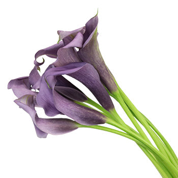 Vintage Purple Mini Calla Lilies