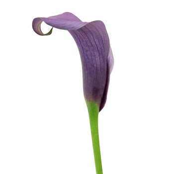 Vintage Purple Mini Calla Lilies