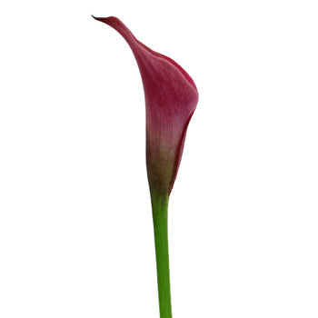 Berry Burst Mini Colored Calla Lily