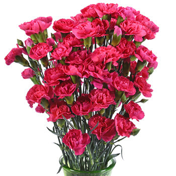 Campari Hot Pink Mini Carnation Flowers in a Vase