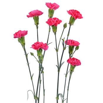 Campari Hot Pink Mini Carnation Flower In a hand