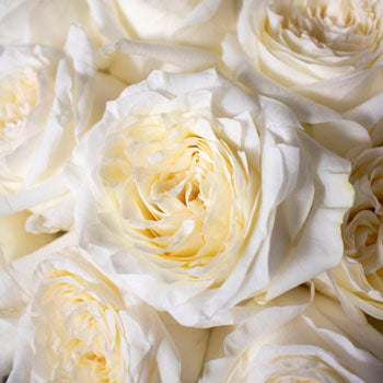 White rose flowers for delivery