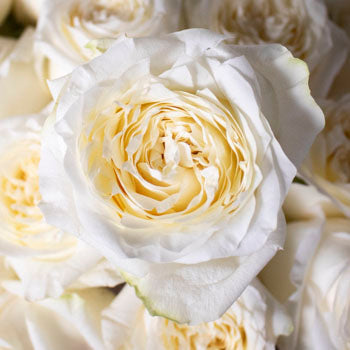 White rose DIY wedding flowers