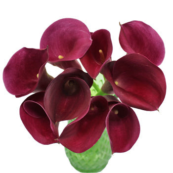 PurpleBerry Mini Calla Lily