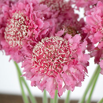 Pink Sherbet Scabiosa Flower