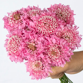 Pink Sherbet Scabiosa Flower