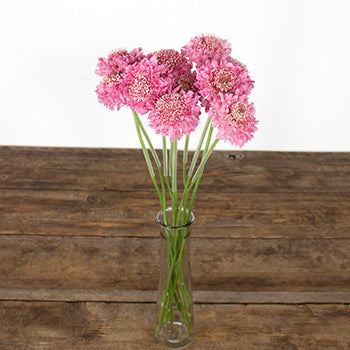 Pink Sherbet Scabiosa Flower