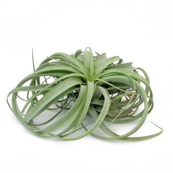 Capitata Xerographica Giant Air Plant