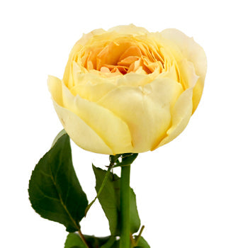 Caramel Antique Garden Rose Side Stem View