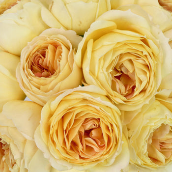 Caramel Antique Garden Roses up close