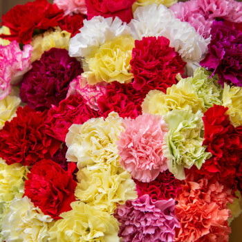 Graceful Mother's Day Carnation Flowers