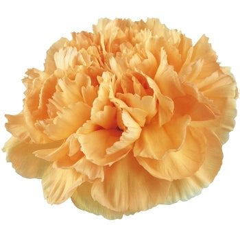 Caroline Gold Carnations bloom