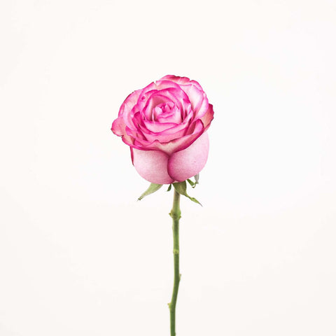 Single white rose with pink edges on stem