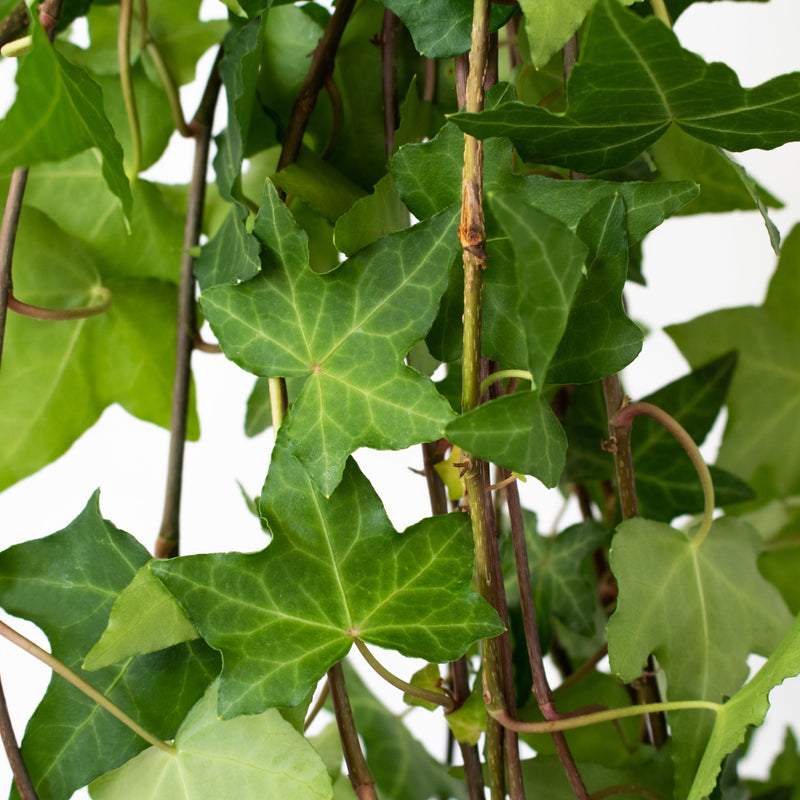 Cascading Green Ivy Greenery Up Close
